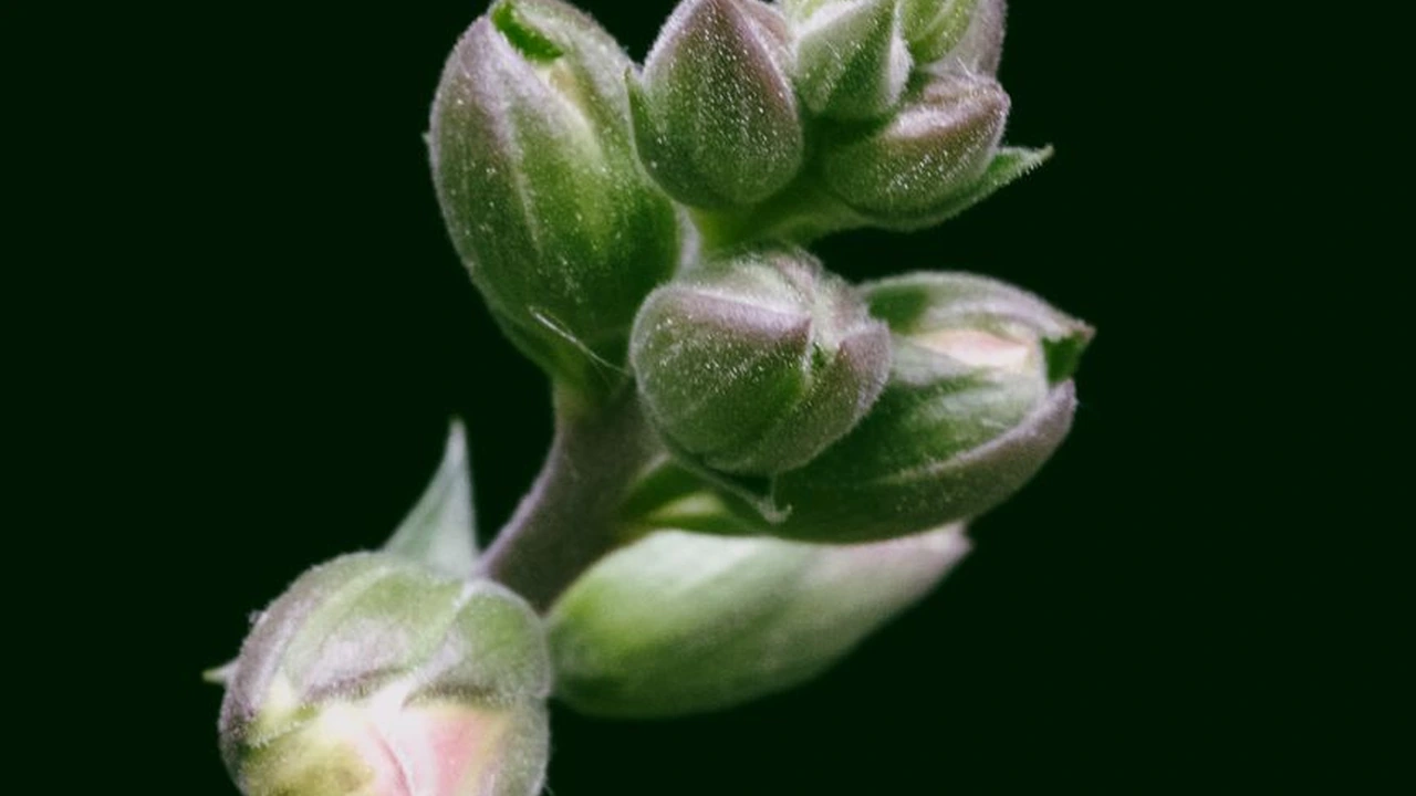 草莓社区打造温馨邻里生活的新空间